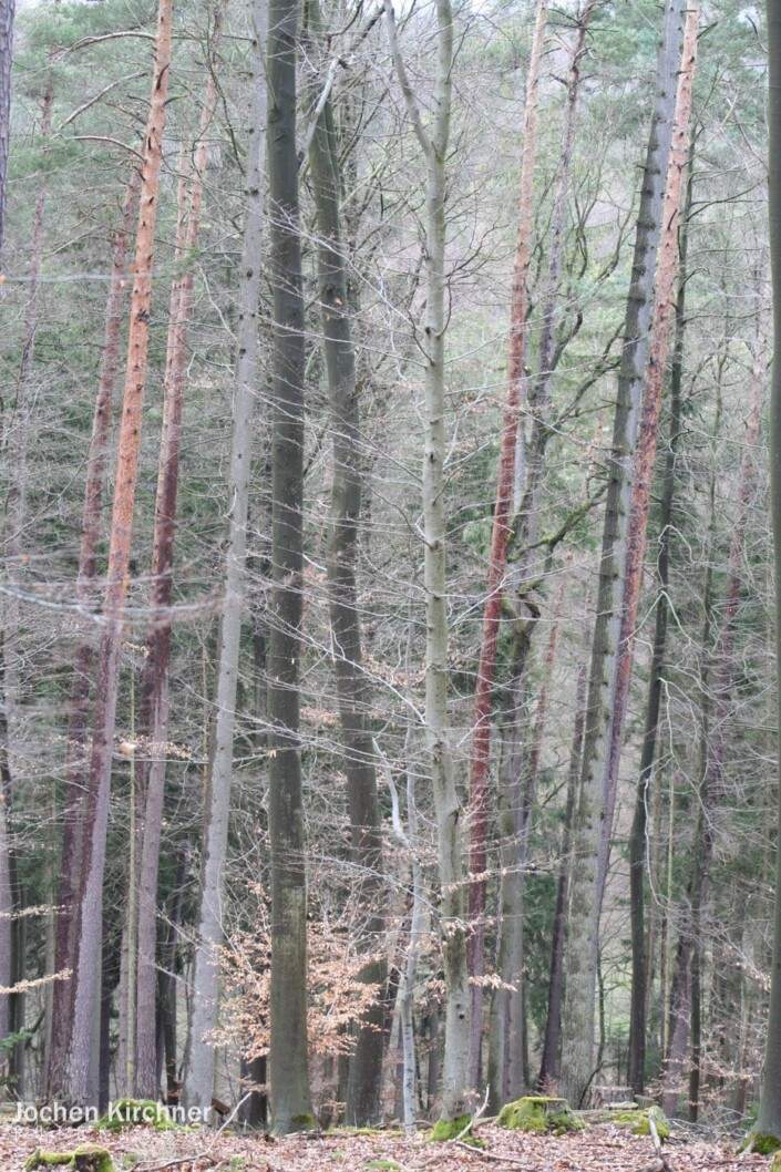 Wo bleibt der Frühling - Canon EOS 350D - Geiselbach, Landschaft, Wald