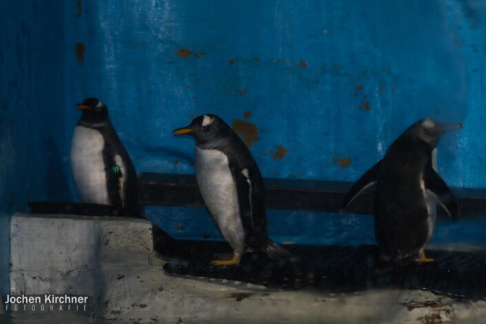 Ji Di Guan Pole Aquarium Gentoo Penguin - Canon EOS 350D - China, Reisen