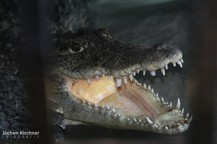 Krokodil - Canon EOS 350D - China, Dalian, Krokodil, Lvshun Schlangen Museum, Reisen